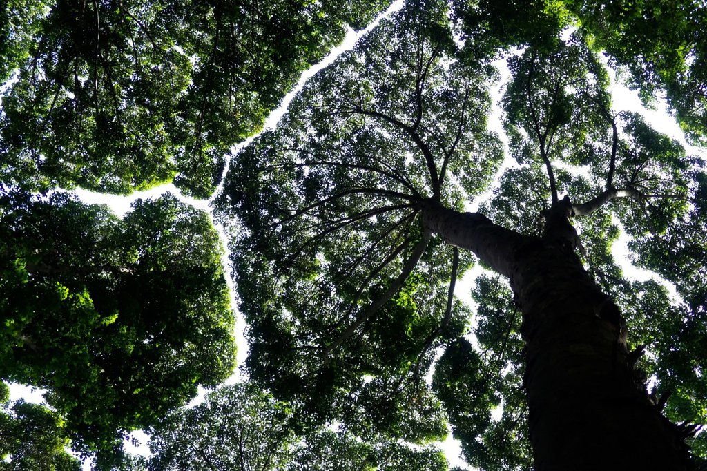 Der Regenwald im Amazonasgebiet ist für das Klima von immenser Bedeutung: Blockchain kann dazu beitragen, diesen zu schützen – zum Beispiel, indem illegaler Holzschlag aufgedeckt werden kann. (Foto: Keystone-SDA)