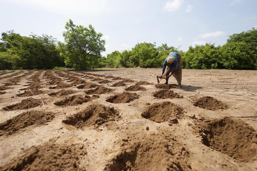 Quel est l’effet des sécheresses sur l’agriculture ? Les projets qui relèvent de la coopération au développement devront désormais tenir compte des risques climatiques. (Photo : Keystone)