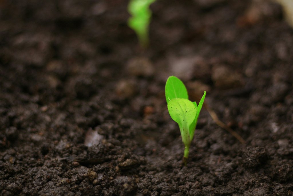 Empowering companies to grow sustainably from within: Transparent and comprehensible tools help to understand and integrate sustainability management. (Photo: Daniel Dan / Unsplash)